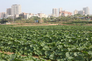 城市边的绿色农田