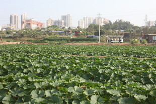 城郊绿意盎然的大片农田