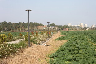 田园风光中的农田与路灯