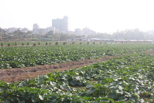 城郊农田 城市背景下的绿意
