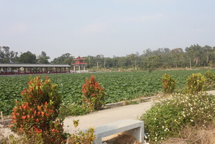 田园风光中的多彩农作物