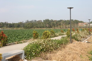 田园风光中的道路与绿植