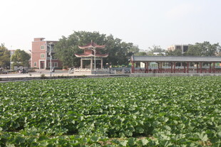 荷塘边的建筑景观