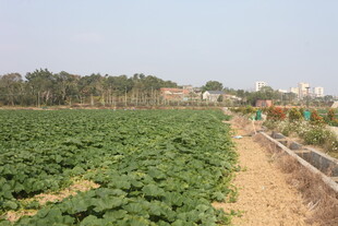 广袤农田绿意盎然