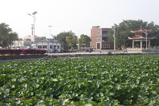 荷塘边的建筑与自然景致