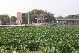 田园风光中的中式建筑