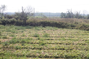 田野风光 绿意盎然的农田