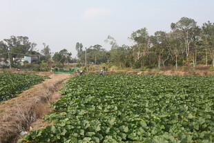 绿意盎然的农田景象