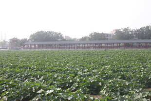 绿色农田与远处建筑景观