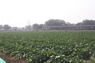 广阔农田绿意盎然