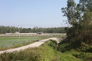 乡村田野间的蜿蜒小路