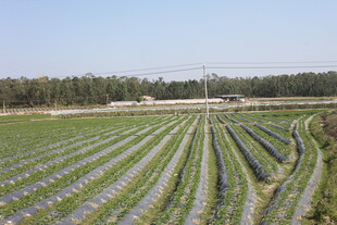 整齐排列的农田景观
