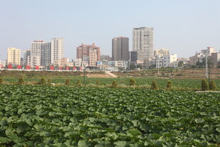 田野与城市天际线景观