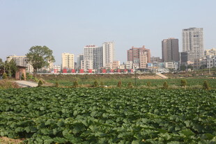 城市边的绿色农田景观