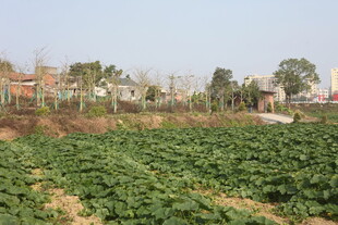 绿意盎然的乡村农田景象