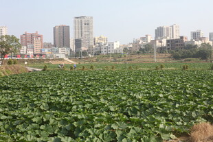 城市边的大片荷塘景观