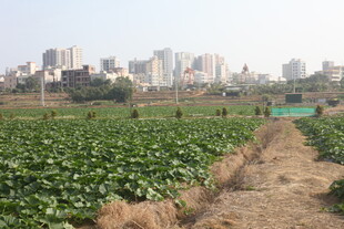城市边的农田景观
