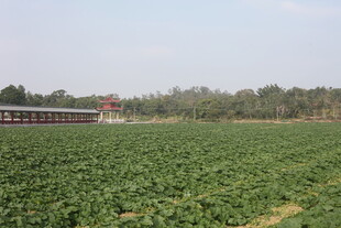 田野中的列车穿行景象