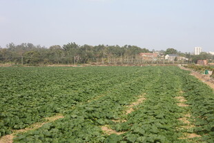 广袤农田绿意盎然