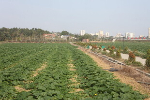田园风光中的绿色农作物