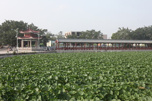 荷塘畔的中式建筑景观