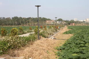 田园风光的果蔬种植地