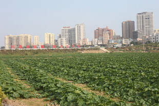 城市旁的绿色农田景观