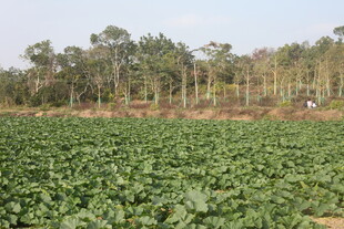 绿色农田与远处树林景观