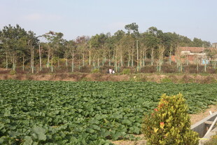田野风光下的绿植与树林