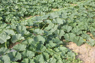 农田里茂盛的绿色瓜类作物