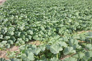 绿色蔬菜种植农田景象