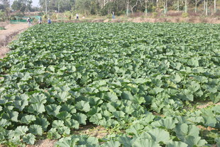 绿色蔬菜种植农田景象