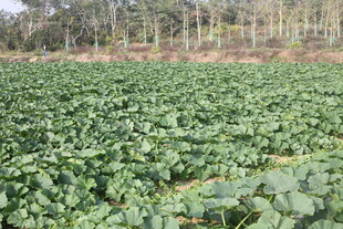 农田中的绿色作物景观