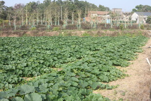 农田景象 绿意盎然的作物