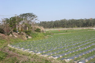 农田风光 整齐排列的作物