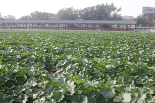 绿色蔬菜农田景观