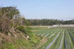田园风光中的整齐农田
