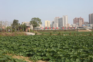 城郊农田与远处城市景观