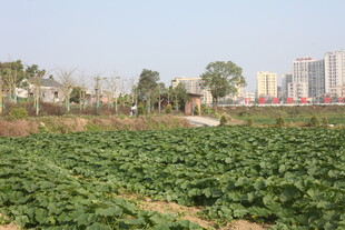 田野风光 远处高楼相伴
