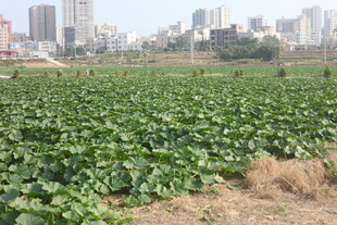 城市边的绿色蔬菜农田