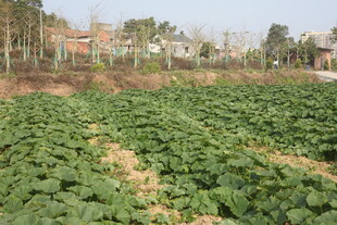 绿意盎然的农田景象