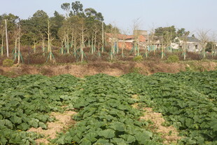 田野中的葱郁绿色农作物