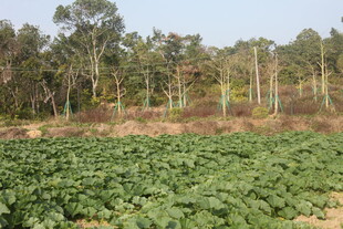 田野间的葱郁绿植