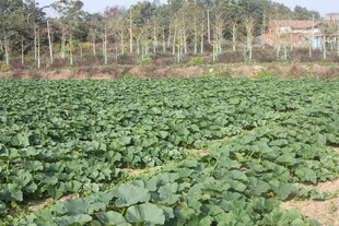 绿色蔬菜田 生机盎然