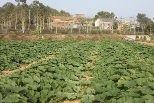 田园蔬菜种植景观