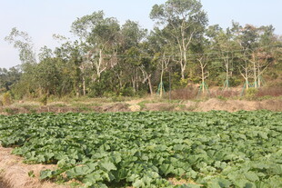 绿意盎然的农田与树林