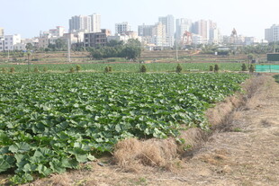 城市边的农田风光
