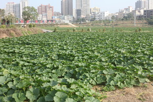 城市边的翠绿农田