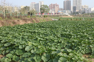 城郊农田绿意盎然