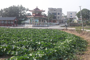 田园旁的中式建筑景观